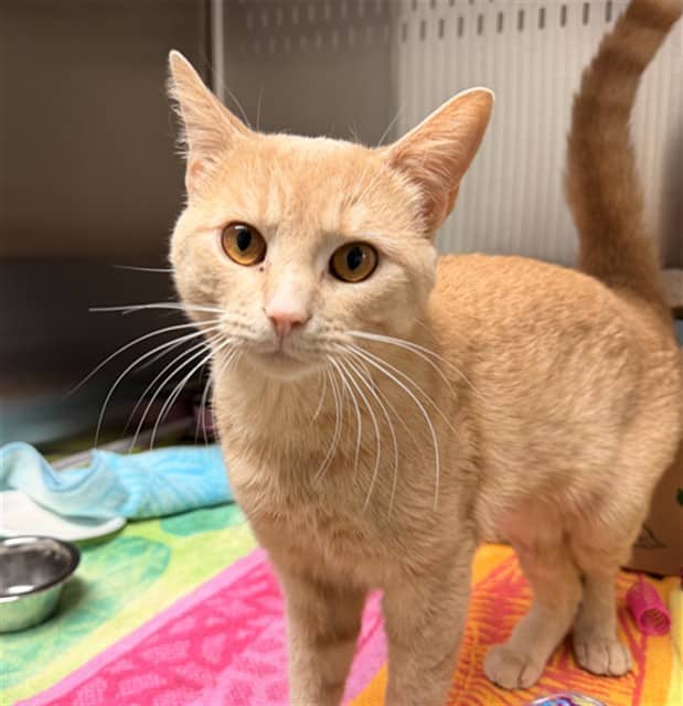 TOBY - Domestic Shorthair cat available for adoption at Ottawa Humane Society in Ottawa
