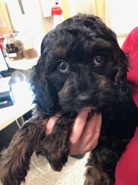 FRANKIE - Cavalier K C and Poodle - Miniature available for adoption at Ottawa Humane Society in Ottawa