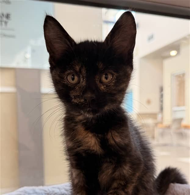 ZOEY - Domestic Shorthair available for adoption