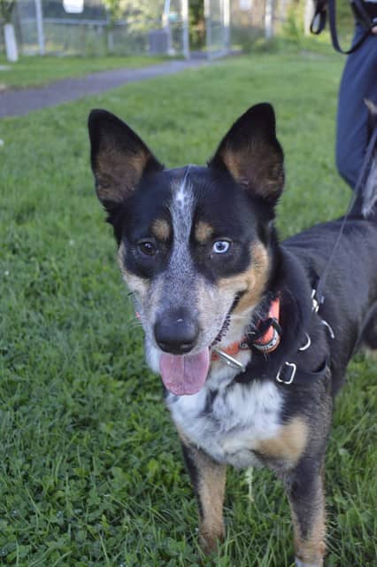 BLAZE - Australian Cattle Dog mix available for adoption in Ontario
