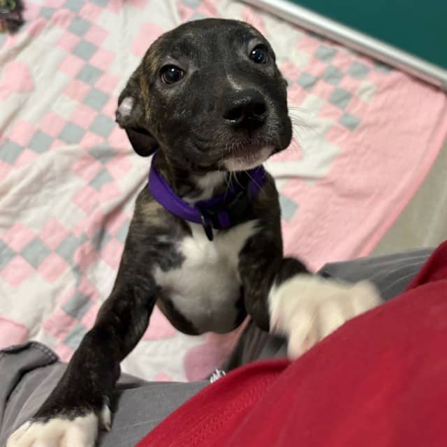 MAPLE - Retriever mix available for adoption