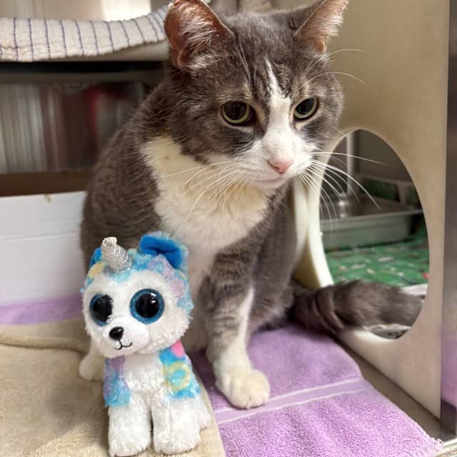 CHARLIE - Domestic Shorthair available for adoption