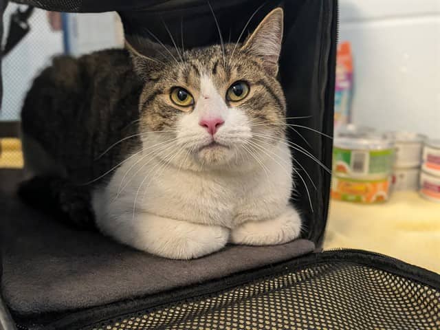 CORNELIUS - Domestic Shorthair cat available for adoption at City of Toronto Animal Services in Toronto