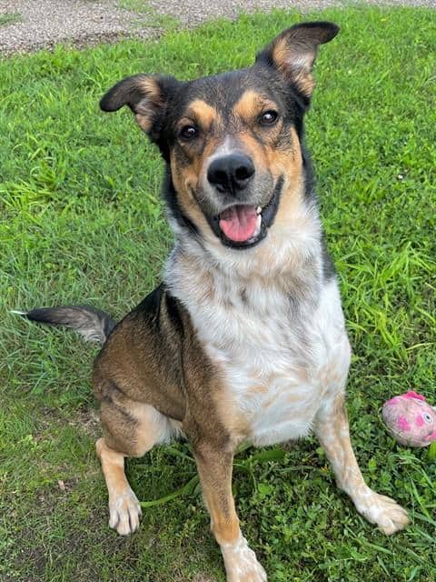 CHRIS ROCK - Collie - Smooth mix available for adoption in Ontario
