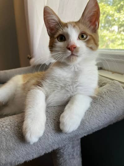 PUMPKIN - Domestic Shorthair available for adoption