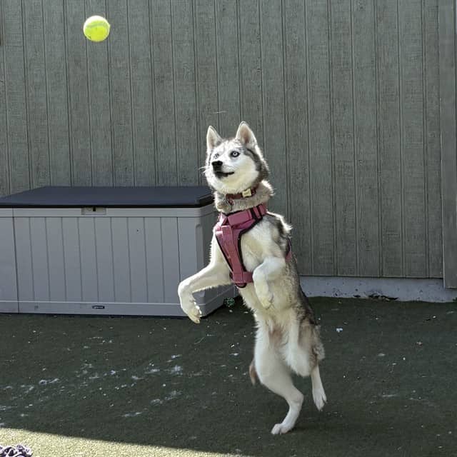 NOVA - Siberian Husky available for adoption