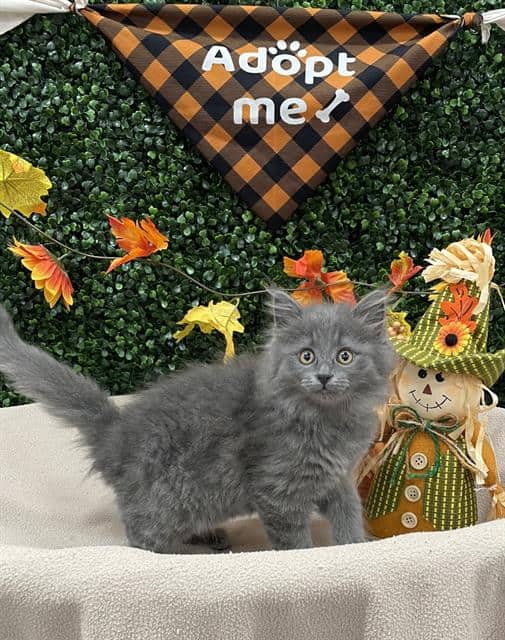 ELOISE - Domestic Mediumhair available for adoption