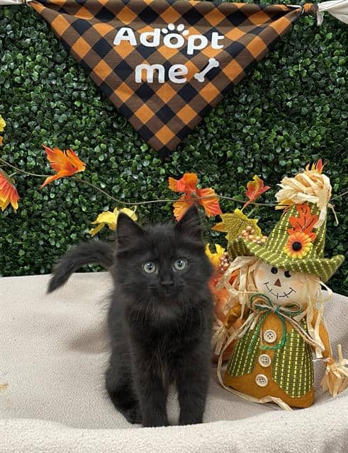 MARY-JANE - Domestic Mediumhair available for adoption