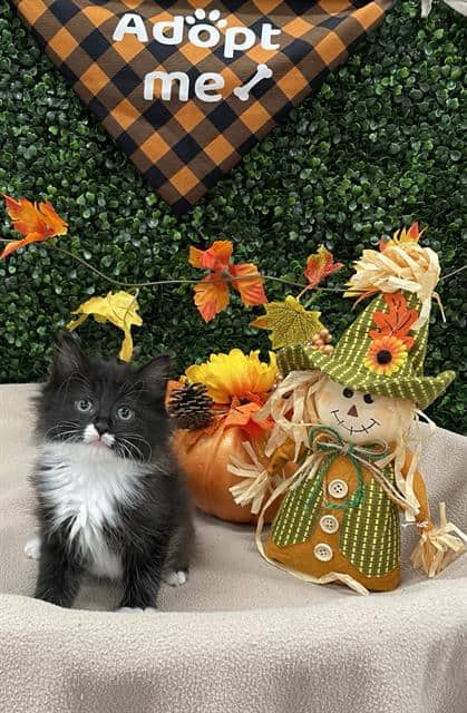 SYLVESTER - Domestic Mediumhair available for adoption