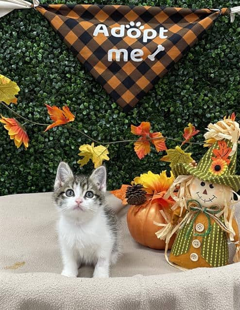 TAILS - Domestic Shorthair cat available for adoption at Saskatoon Animal Control Agency in Saskatoon