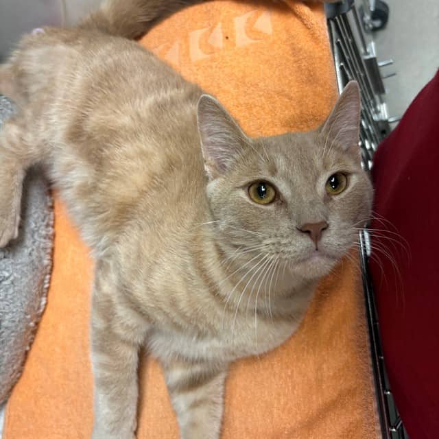 BAGEL - Domestic Shorthair cat available for adoption at Ottawa Humane Society in Ottawa