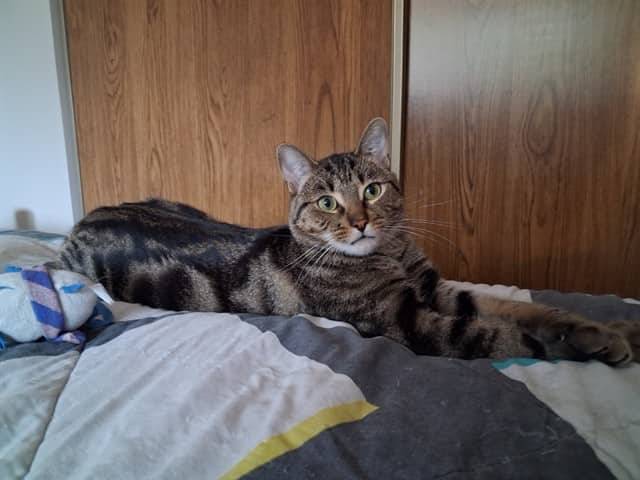 BOBBY - Domestic Shorthair available for adoption