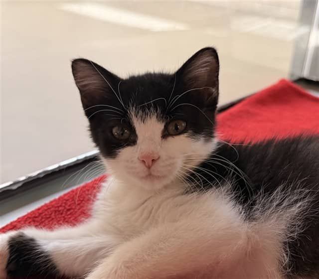 MARGO - Domestic Shorthair available for adoption
