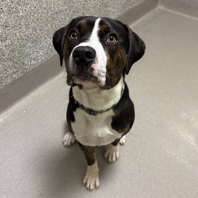 TROOPER - Retrver Labradr mix available for adoption