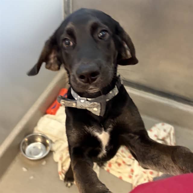 NICKEL - Plott Hound available for adoption in Ontario