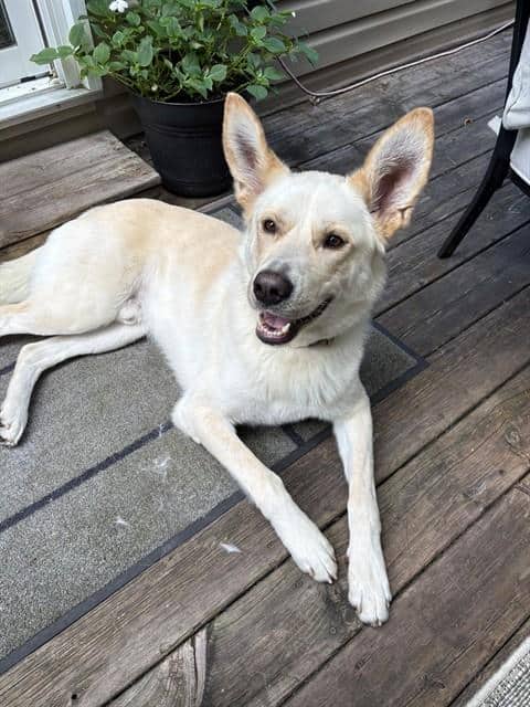 VORTEC - Siberian Husky mix available for adoption in Ontario
