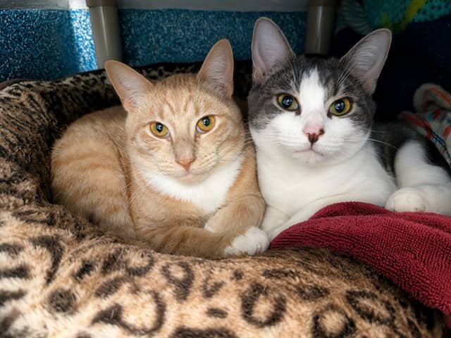 ROBBIE - Domestic Shorthair cat available for adoption at City of Toronto Animal Services in Toronto