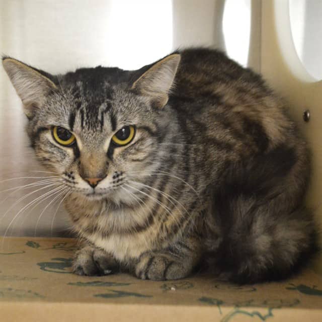 SALAD - Domestic Mediumhair cat available for adoption at Ottawa Humane Society in Ottawa