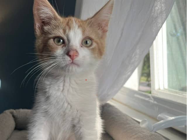 COLESLAW - Domestic Shorthair cat available for adoption in Ontario