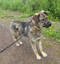 RIO - Siberian Husky mix available for adoption in Ontario
