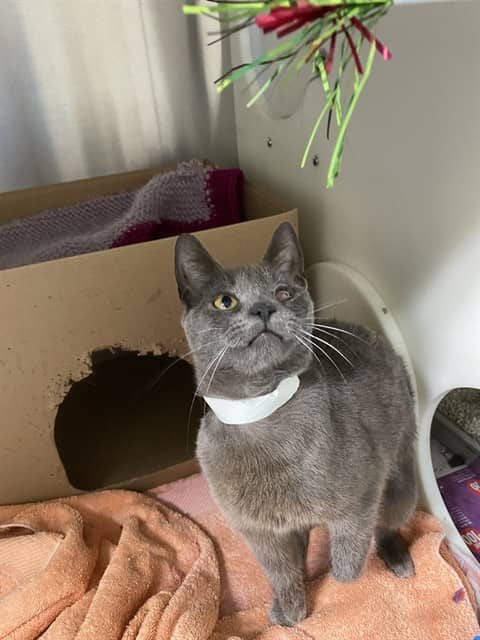 JOANNIE - Domestic Shorthair cat available for adoption at Ottawa Humane Society in Ottawa