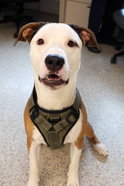 JASON - Bulldog mix available for adoption