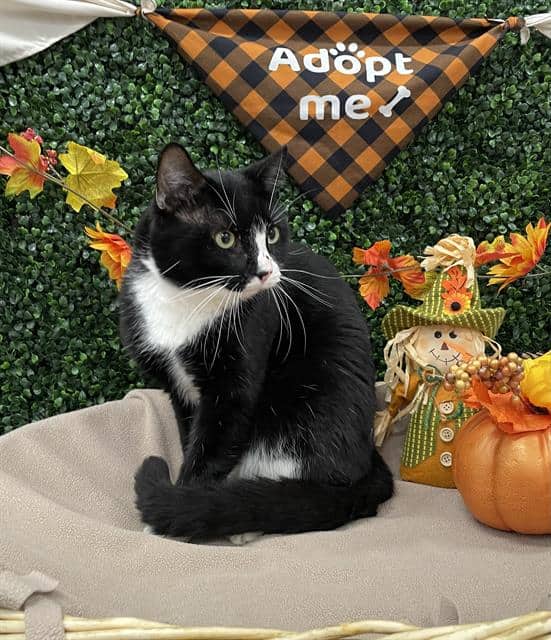TINY - Domestic Shorthair available for adoption