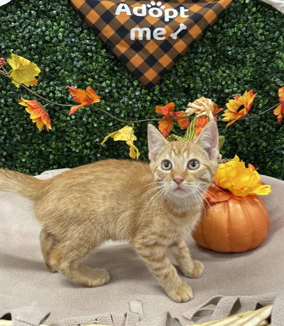 ALFONZ - Domestic Shorthair available for adoption
