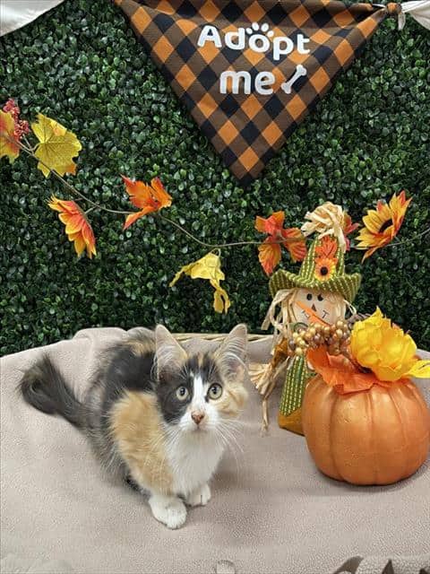 ANTONIA - Domestic Shorthair available for adoption