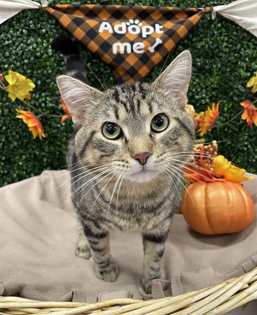 BOSCO - Domestic Shorthair cat available for adoption at Saskatoon Animal Control Agency in Saskatoon