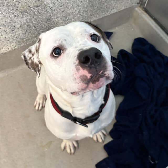 CHANCE - American Bulldog available for adoption