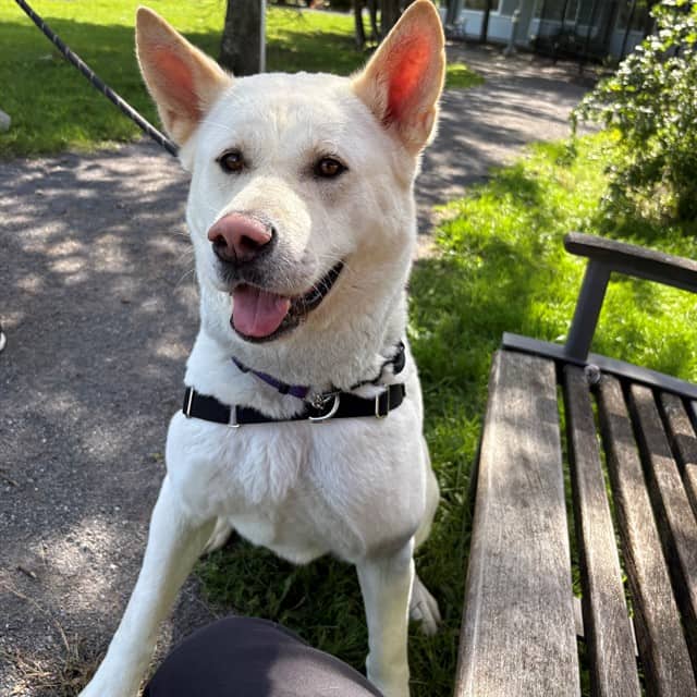 PEARL - Akita mix available for adoption in Ontario