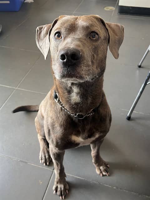 ARTHUR - Labrador Retriever mix available for adoption