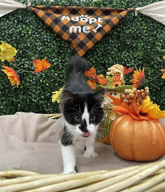 AVRIL - Domestic Shorthair available for adoption