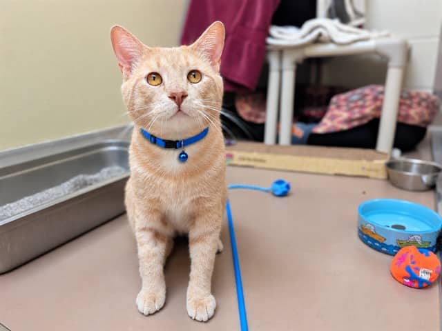 BISCUITS - Domestic Shorthair cat available for adoption at City of Toronto Animal Services in Toronto