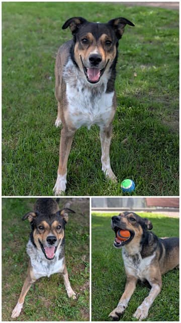 BANDIT - Collie - Smooth mix available for adoption in Ontario