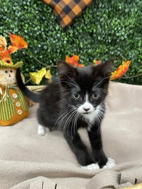 CHANI - Domestic Shorthair available for adoption