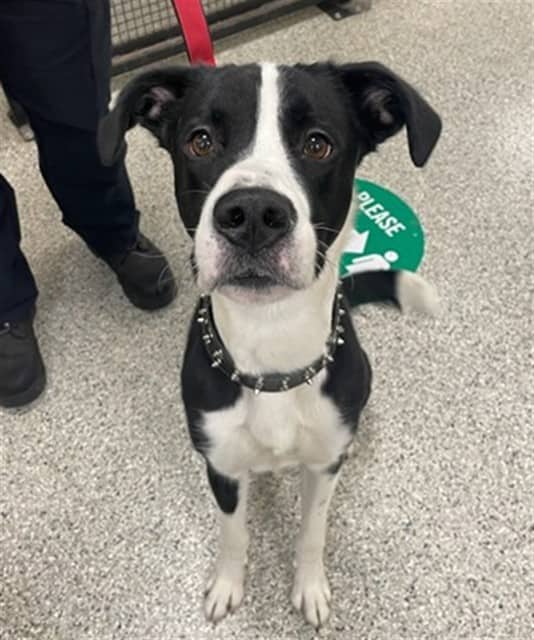 JASPER - Retrver Labradr mix available for adoption