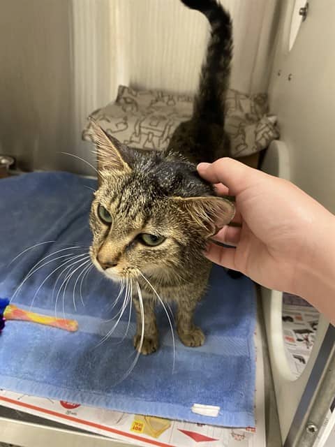 JUDY - Domestic Shorthair cat available for adoption at Ottawa Humane Society in Ottawa