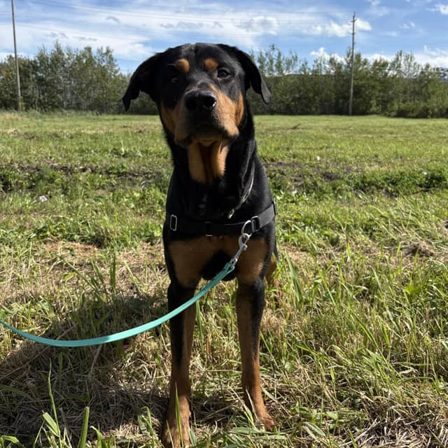 SPRUCE - Rottweiler mix available for adoption in Ontario