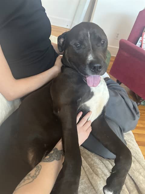 SNICKERS - American Bulldog mix available for adoption in Ontario