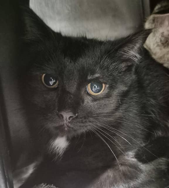 Scout - Domestic Shorthair cat available for adoption in Calgary