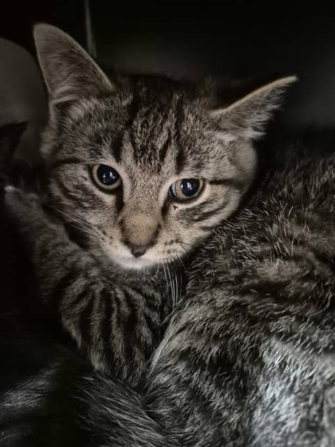 Camper - Domestic Shorthair cat available for adoption in Calgary