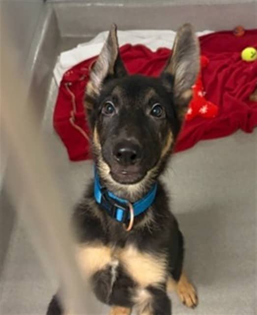 DUCKY - German Shepherd Dog available for adoption in Ontario