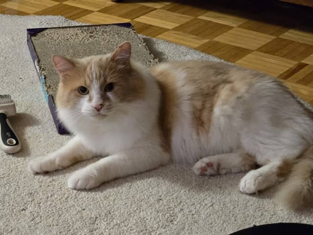 SIMBA - Domestic Longhair available for adoption