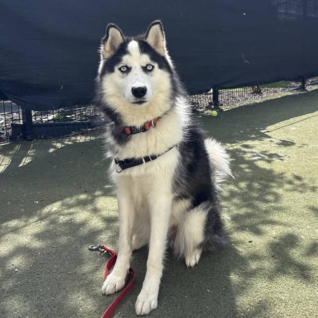 YETI - Siberian Husky available for adoption in Ontario
