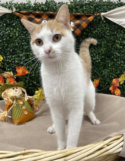 PIPPA - Domestic Shorthair cat available for adoption at Saskatoon Animal Control Agency in Saskatoon