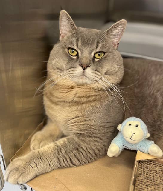 SUSHI - British Shorthair available for adoption