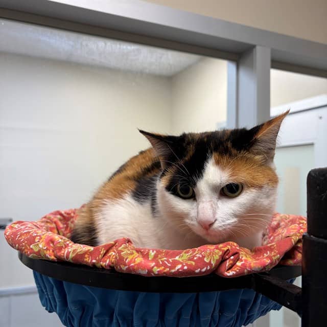 JOLENE - Domestic Shorthair available for adoption