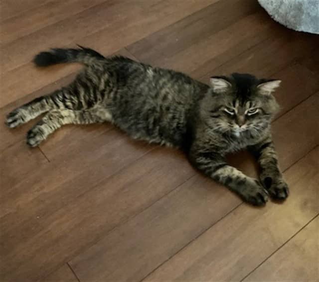 KODIAK - Domestic Mediumhair cat available for adoption in Ontario